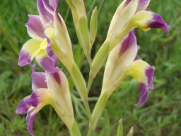 Gladiolus venustus flower spike